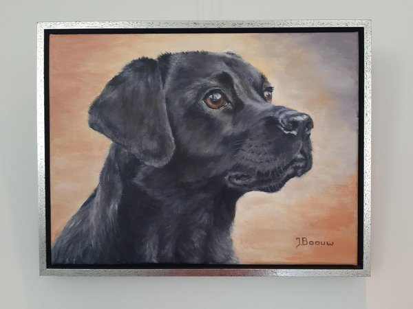 Hond, Labrador 42 x 32